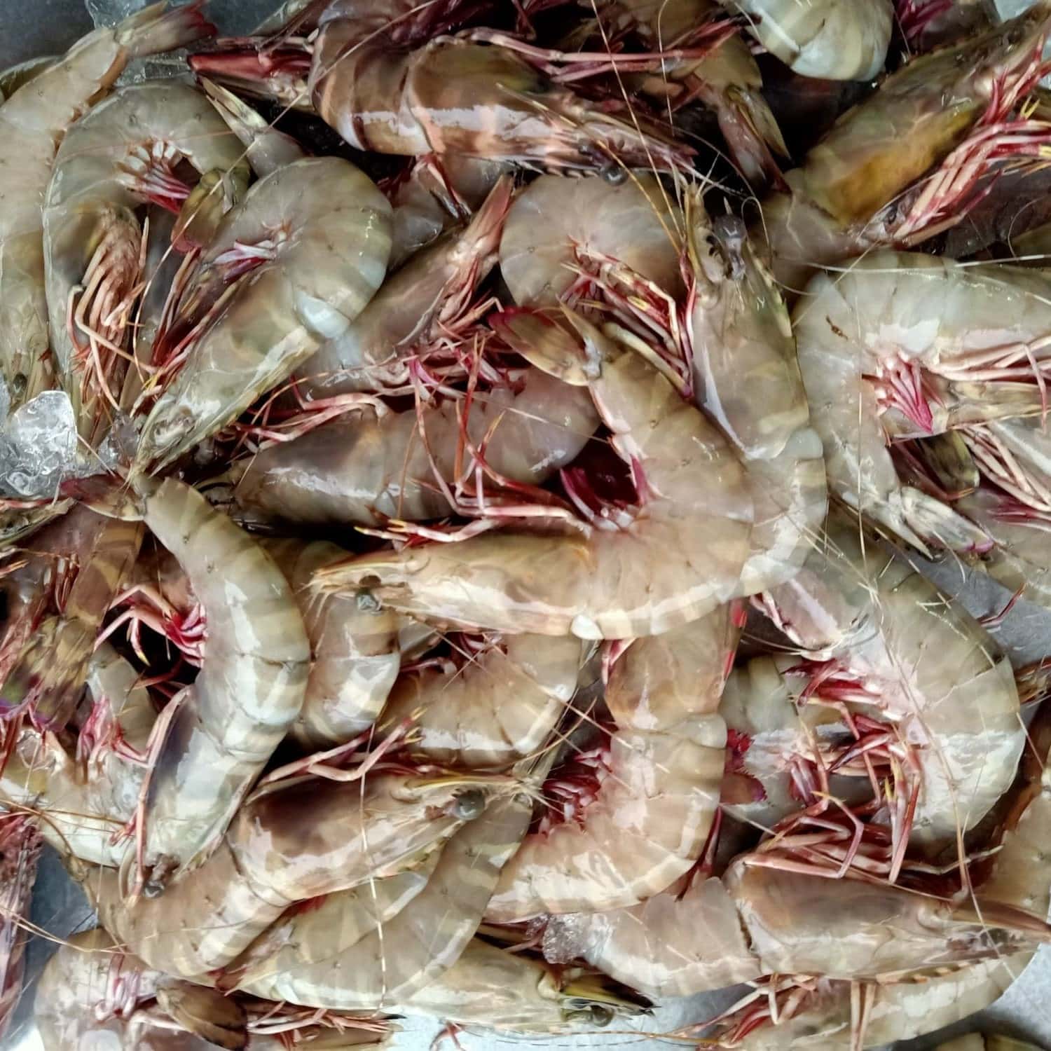 tha> Fresh tiger prawns 1 Kg